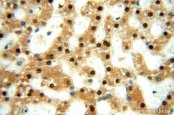 GTF2IRD1 Rabbit anti-Human, Mouse, Rat, Polyclonal, Proteintech:Antibodies:Primary