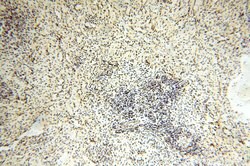 GTF2IRD1 Rabbit anti-Human, Mouse, Rat, Polyclonal, Proteintech:Antibodies:Primary