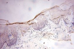 GTF2IRD1 Rabbit anti-Human, Mouse, Rat, Polyclonal, Proteintech:Antibodies:Primary