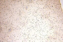 GTF2IRD1 Rabbit anti-Human, Mouse, Rat, Polyclonal, Proteintech:Antibodies:Primary