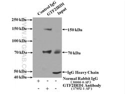 GTF2IRD1 Rabbit anti-Human, Mouse, Rat, Polyclonal, Proteintech:Antibodies:Primary