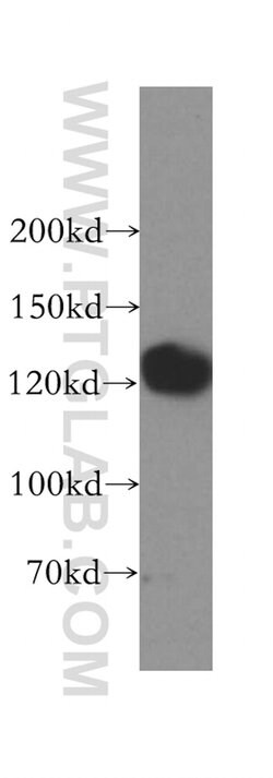 GTF2IRD1 Rabbit anti-Human, Mouse, Rat, Polyclonal, Proteintech:Antibodies:Primary