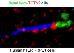 TCTN2 Rabbit anti-Human, Mouse, Rat, Polyclonal, Proteintech 150 &mu;L;