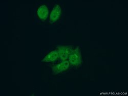 LARP7 Rabbit anti-Human, Mouse, Rat, Polyclonal, Proteintech 150 &mu;L;