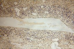 LARP7 Rabbit anti-Human, Mouse, Rat, Polyclonal, Proteintech 150 &mu;L;