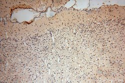 TEX12 Rabbit anti-Human, Mouse, Rat, Polyclonal, Proteintech 150 &mu;L;