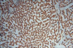 TEX12 Rabbit anti-Human, Mouse, Rat, Polyclonal, Proteintech 150 &mu;L;