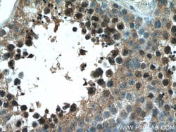 TEX12 Rabbit anti-Human, Mouse, Rat, Polyclonal, Proteintech 150 &mu;L;