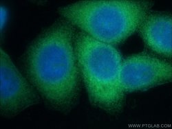 LZTFL1 Rabbit anti-Human, Mouse, Rat, Polyclonal, Proteintech:Antibodies:Primary