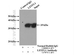 LZTFL1 Rabbit anti-Human, Mouse, Rat, Polyclonal, Proteintech:Antibodies:Primary