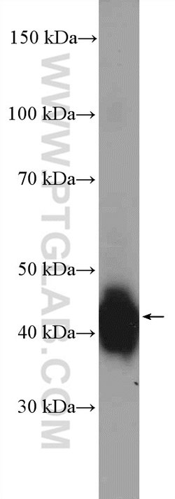 LUC7L Rabbit anti-Human, Mouse, Rat, Polyclonal, Proteintech 150 &mu;L;