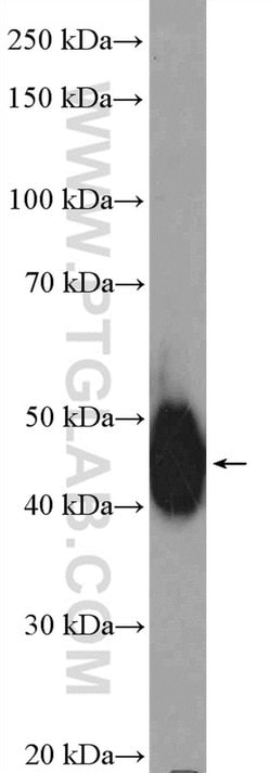 LUC7L Rabbit anti-Human, Mouse, Rat, Polyclonal, Proteintech 150 &mu;L;