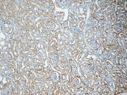 GNPDA2 Rabbit anti-Human, Mouse, Rat, Polyclonal, Proteintech:Antibodies:Primary