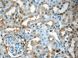 GNPDA2 Rabbit anti-Human, Mouse, Rat, Polyclonal, Proteintech:Antibodies:Primary