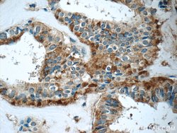 GNPDA2 Rabbit anti-Human, Mouse, Rat, Polyclonal, Proteintech:Antibodies:Primary