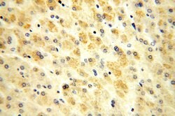 OGDHL Rabbit anti-Human, Mouse, Rat, Polyclonal, Proteintech:Antibodies:Primary