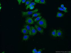 RUNDC3B Rabbit anti-Human, Mouse, Rat, Polyclonal, Proteintech:Antibodies:Primary