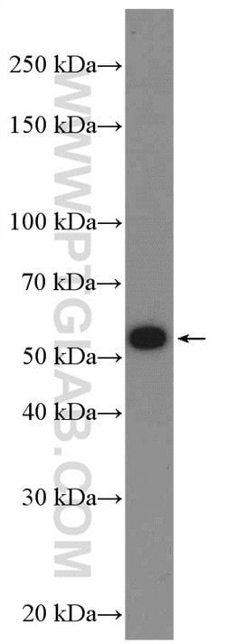 UPF3A Rabbit anti-Human, Polyclonal, Proteintech 150 &mu;L | Buy Online | Proteintech Group Inc | Fisher Scientific
