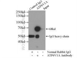 ATP6V1A Rabbit anti-Human, Mouse, Rat, Polyclonal, Proteintech:Antibodies:Primary