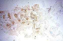 OXCT2 Rabbit anti-Human, Mouse, Rat, Polyclonal, Proteintech 150 &mu;L;