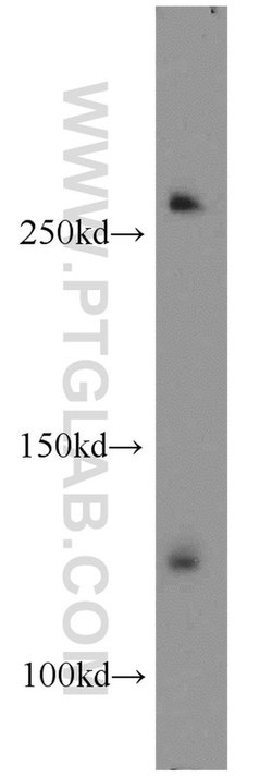 RBM12B Rabbit anti-Human, Mouse, Rat, Polyclonal, Proteintech 150 &mu;L;