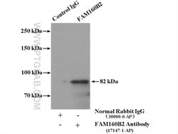 FAM160B2 Rabbit anti-Human, Polyclonal, Proteintech:Antibodies:Primary