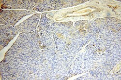 ACAD10 Rabbit anti-Human, Mouse, Rat, Polyclonal, Proteintech 150 &mu;L;