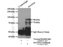 OATP14 Rabbit anti-Human, Mouse, Rat, Polyclonal, Proteintech:Antibodies:Primary