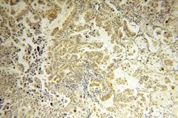 CAPSL Rabbit anti-Human, Mouse, Rat, Polyclonal, Proteintech:Antibodies:Primary