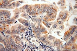 CAPSL Rabbit anti-Human, Mouse, Rat, Polyclonal, Proteintech:Antibodies:Primary