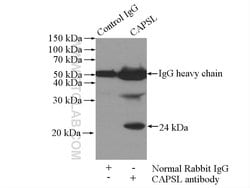 CAPSL Rabbit anti-Human, Mouse, Rat, Polyclonal, Proteintech:Antibodies:Primary