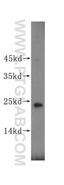 CAPSL Rabbit anti-Human, Mouse, Rat, Polyclonal, Proteintech:Antibodies:Primary