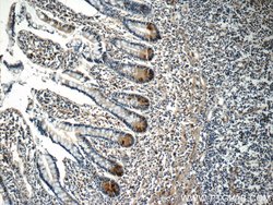 LETM2 Rabbit anti-Human, Polyclonal, Proteintech:Antibodies:Primary Antibodies