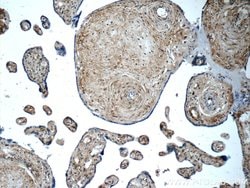 LETM2 Rabbit anti-Human, Polyclonal, Proteintech:Antibodies:Primary Antibodies