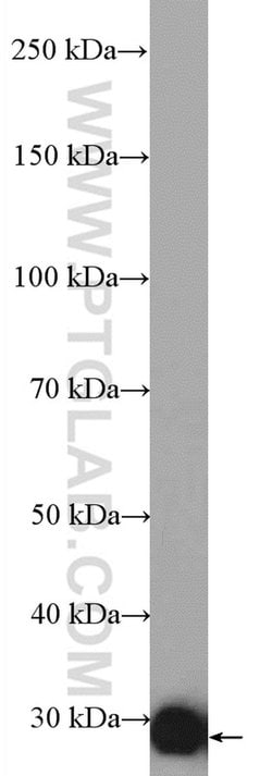 Proteintech Group Inc HAGH Rabbit anti-Human, Mouse, Rat, Polyclonal, Proteintech