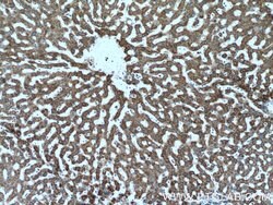 ATPB Rabbit anti-Human, Mouse, Rat, Polyclonal, Proteintech:Antibodies:Primary