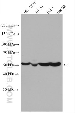 ATPB Rabbit anti-Human, Mouse, Rat, Polyclonal, Proteintech:Antibodies:Primary
