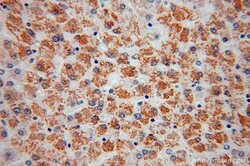 ATPB Rabbit anti-Human, Mouse, Rat, Polyclonal, Proteintech:Antibodies:Primary