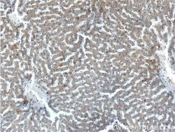 EFCAB1 Rabbit anti-Human, Polyclonal, Proteintech:Antibodies:Primary Antibodies
