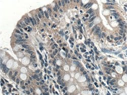 EFCAB1 Rabbit anti-Human, Polyclonal, Proteintech:Antibodies:Primary Antibodies