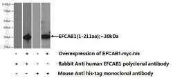 EFCAB1 Rabbit anti-Human, Polyclonal, Proteintech:Antibodies:Primary Antibodies