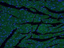 MYL7 Rabbit anti-Human, Mouse, Rat, Polyclonal, Proteintech:Antibodies:Primary
