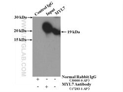 MYL7 Rabbit anti-Human, Mouse, Rat, Polyclonal, Proteintech:Antibodies:Primary