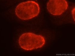 BXDC2 Rabbit anti-Human, Mouse, Rat, Polyclonal, Proteintech:Antibodies:Primary