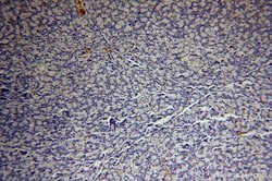 BXDC2 Rabbit anti-Human, Mouse, Rat, Polyclonal, Proteintech:Antibodies:Primary
