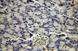 BXDC2 Rabbit anti-Human, Mouse, Rat, Polyclonal, Proteintech:Antibodies:Primary