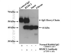 BXDC2 Rabbit anti-Human, Mouse, Rat, Polyclonal, Proteintech:Antibodies:Primary