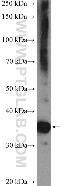 BXDC2 Rabbit anti-Human, Mouse, Rat, Polyclonal, Proteintech:Antibodies:Primary