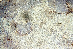 HSD17B11 Rabbit anti-Human, Mouse, Rat, Polyclonal, Proteintech:Antibodies:Primary