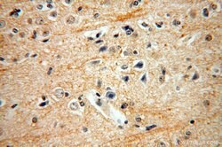 ENPP4 Rabbit anti-Human, Mouse, Rat, Polyclonal, Proteintech:Antibodies:Primary